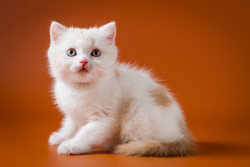 Portrait of red and white Scottish Straight kitten sitting against an orange background © vasi_100