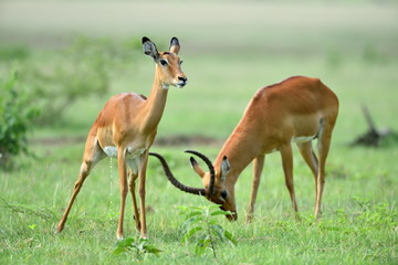 Naklejka na ściany i meble Impala (Aepyceros melampus) in African natural park