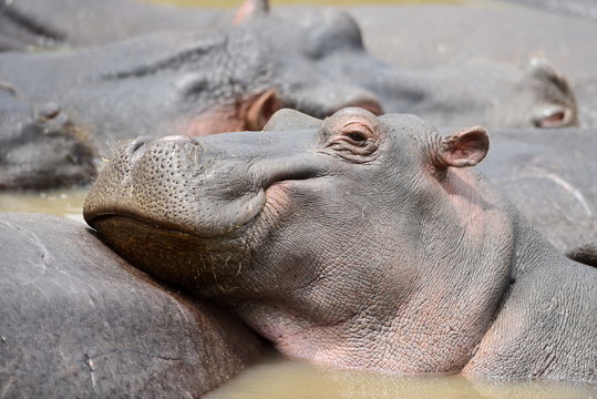 common hippopotamus in the water ( Hippopotamus amphibius )