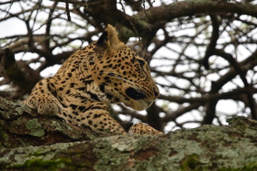 The leopard (Panthera pardus) in natural habitat