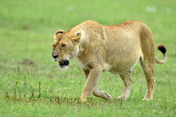 Fototapeta na wymiar lion in african natural park