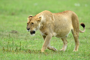 lion in african natural park