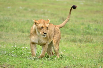 lion in african natural park