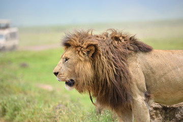 Big lion on savannah grass