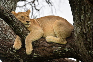 African lion resting in tree in natural park, Serengeti
