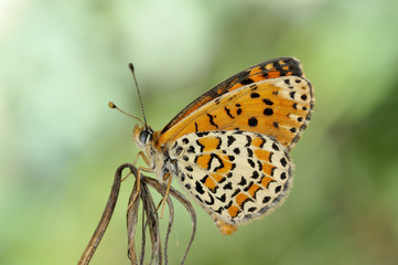 Obraz na płótnie Canvas butterfly in natural habitat in spring (melitaea aethera)