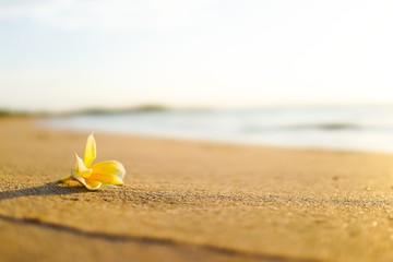 Fototapeta na wymiar Flower on the beach in Nusa Dua, Bali