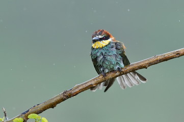 european bee-eater (Merops Apiaster) in natural habitat on rainy day