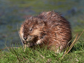 The muskrat (Ondatra zibethicus) in natural habitat