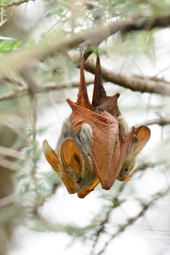 Egyptian Slit-Faced Bat (Nycteris thebaica)