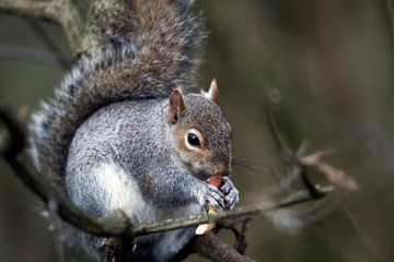 Grey Squirrel Eating a Nut in Hyde Park, London, UK