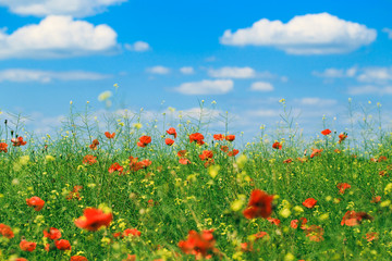 Red poppies in the summer field