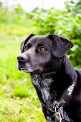 A domestic black dog on a leash is the pet's favorite pet in the family. Always kind and good in relation to the owners.