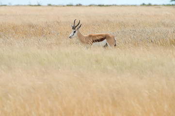 Springbok