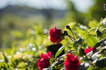 Bee on a Red Rose