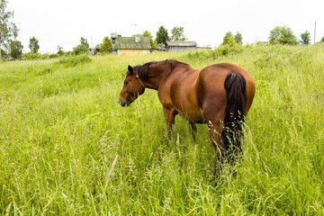 The horse on the meadow in the village walks on the grass and eats it. Very beautiful and majestic animal brown.