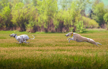 Two whippet dogs run on the grass on the field on trees background - obrazy, fototapety, plakaty