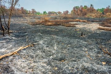 Burnt agricultural field. The area was damaged from bushfire.