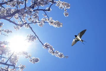 Photo sur Plexiglas Printemps Barn Swallow on blue sky background