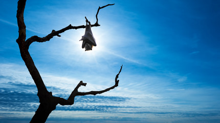 Bat hanging on tree branch over blue sly