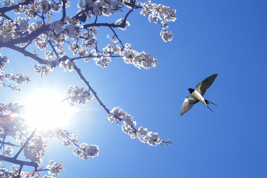 Barn Swallow on blue sky background