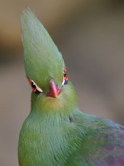 Close head shot of a Guinea turaco, scientific name Tauraco persa
