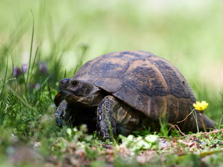 Spur thighed turtle (Testudo graeca) in natural habitat