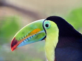 Fototapeta premium The keel-billed toucan, also known as sulfur-breasted or rainbow-billed toucan