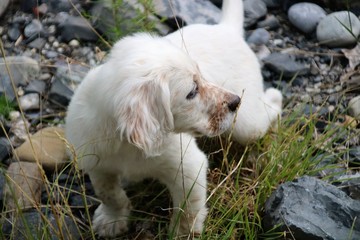 chiot setter 