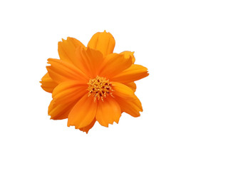 Beautiful orange Cosmos Sulphureus flower isolated on white background