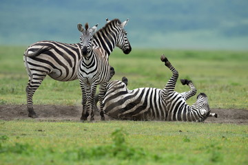 Fototapeta na wymiar Zebra in Serengeti National Park, Tanzania, East Africa
