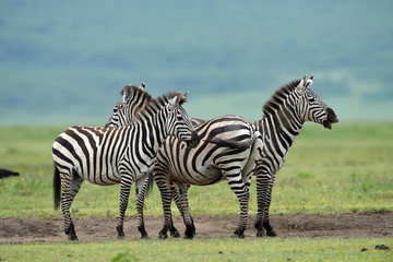 Fototapeta na wymiar Zebra in Serengeti National Park, Tanzania, East Africa