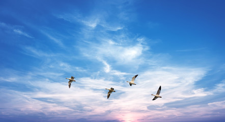 Birds over cloudy sky background