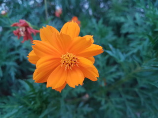 Beautiful orange Cosmos Sulphureus flower with green leaves
