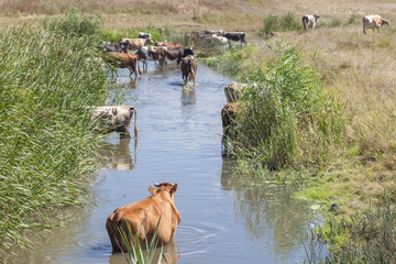 Obraz na płótnie Canvas cows in the pond water