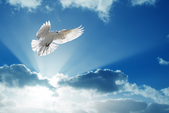 Holy Spirit dove flies in blue sky