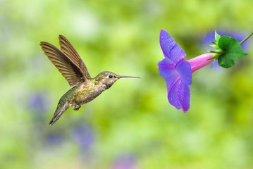 Fototapeta na wymiar Ruby-throated Hummingbird over bright green background