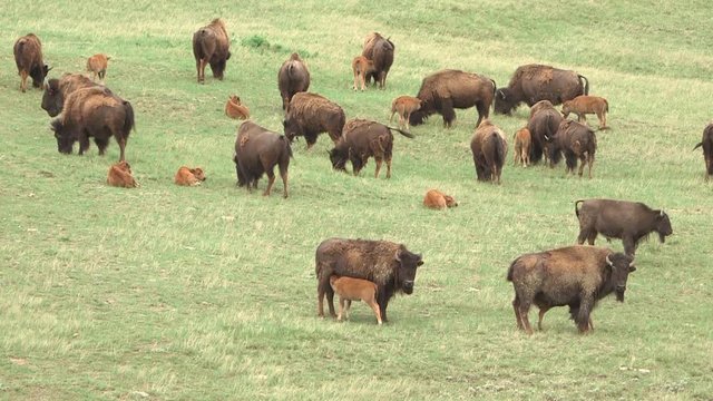 Group of buffalo nursing calves in a prairie. 
