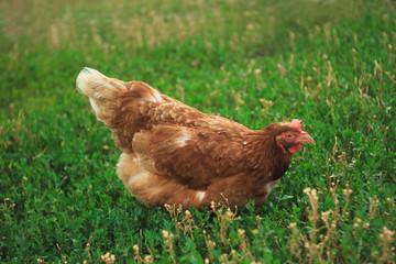 Brown chicken grazes on a green lawn