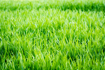 Close-up on blades of grass with defocused background