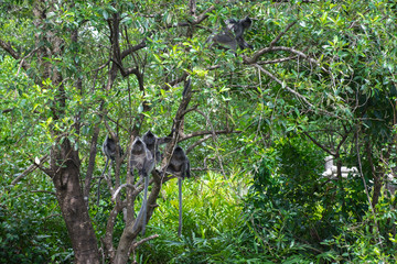 A family of silvery lutung monkeys sitting on the green tree and waiting for feeding