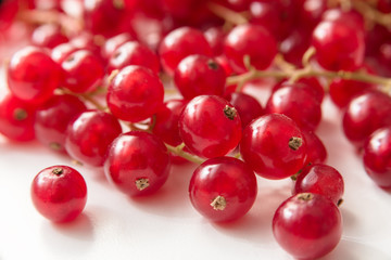 Ribes isolato su fondo bianco