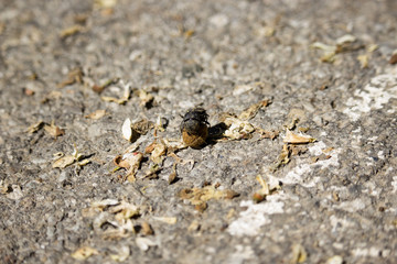 Dung Bettle