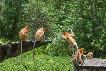 Feedign of proboscis monkeys. Adult male and female monkeys sitting on the wood and eating vegetables and fruits. Labuk bay, Sabah, Borneo island. Travel Malaysia