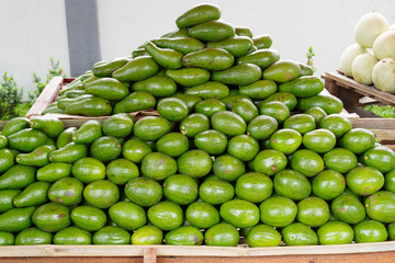 Tropical fruit Avocado , Philippines