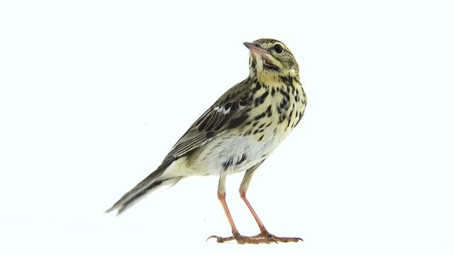 Tree Pipit (Anthus trivialis) isolated on a white background