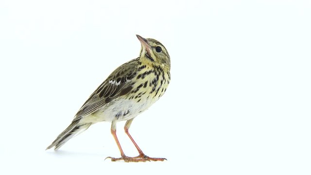Tree Pipit (Anthus trivialis) isolated on a white background
