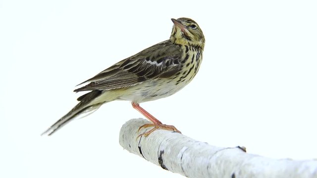 Tree Pipit (Anthus trivialis) isolated on a white background