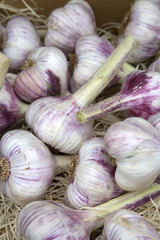 Garlic Vegetable Background