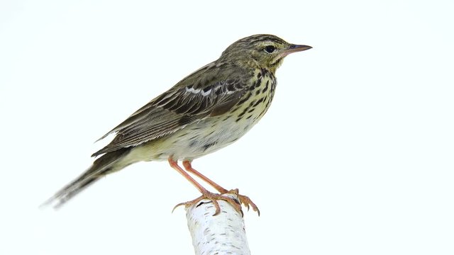 Tree Pipit (Anthus trivialis) isolated on a white background